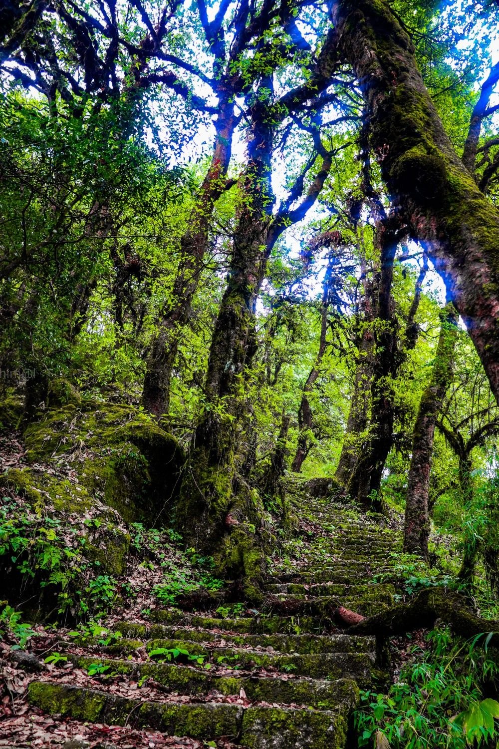 Shivapuri Hiking