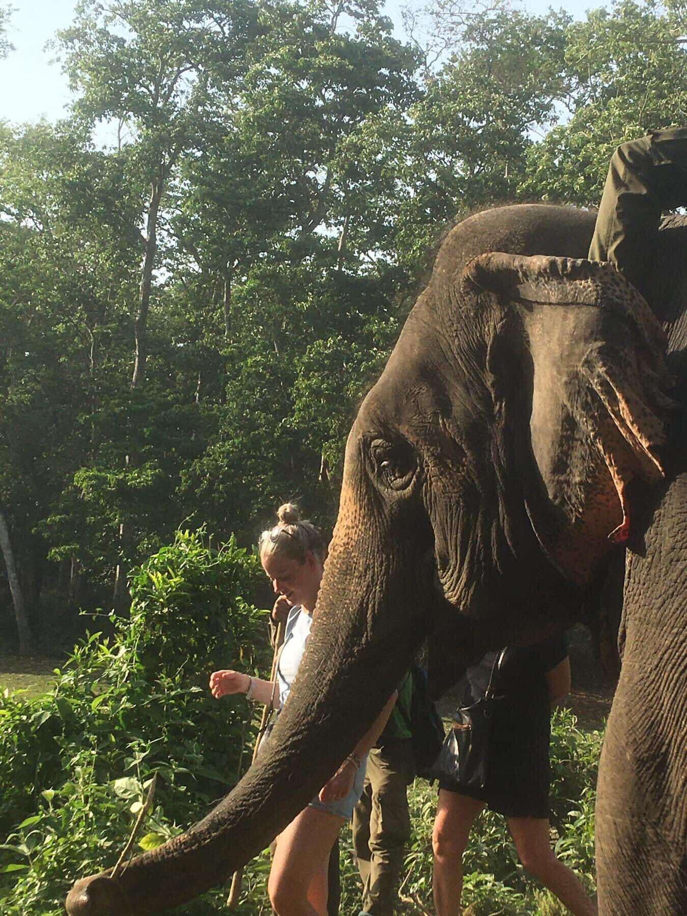 Wildlife experience in Chitwan Nepal