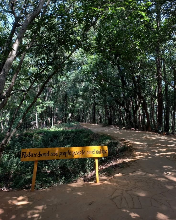 Forest Trails